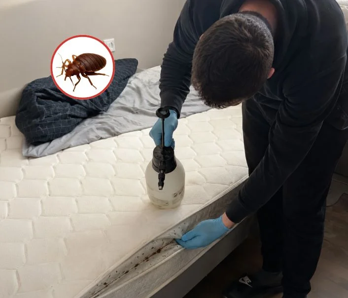 Technicien traitant un matelas contre les punaises de lit à Louvres